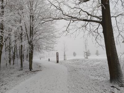 Ottův park v zimě — zasněžená cesta alejí stromů