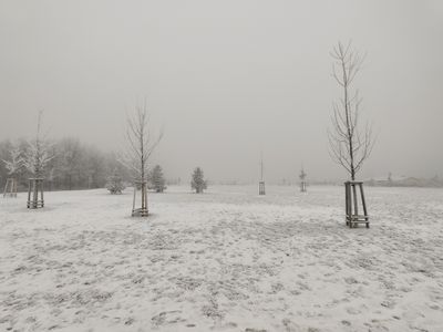 Nově vysazené stromy v zasněženém Ottově parku